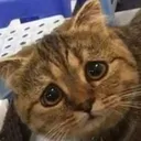 SadCat
