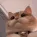 catty catty