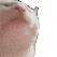 TM_catJam