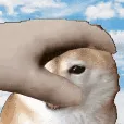 happipat
