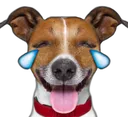 joy_dog