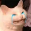 Crying Cat crying_cat Discord Emoji