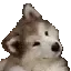 DoggoConfused