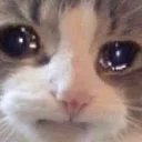 CatTears CatTears