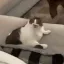 catlick catlick