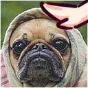 petthedoggonow petthedoggonow