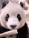 Panda Panda