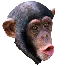 MonkChamp