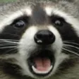 RaccPog RaccPog