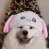 samoyedbunny