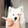 samoyedcool samoyedcool