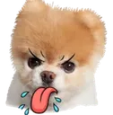 cat_hurr