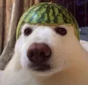 melondog melondog
