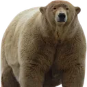 THICCBAER