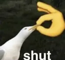 shut shut