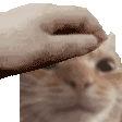 swagpet Discord emoji