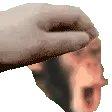 PETTHEPOGCHIMP