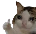 sad_cat_thumbs_up