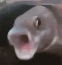 pogfish