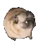 wiggles