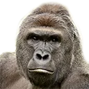 harambe