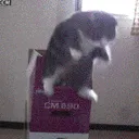 catbox1