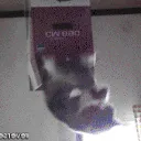catbox22