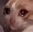 catcry