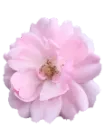 Pastelpinkflower