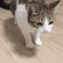 catBruh2