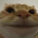 catsmile