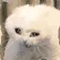 sadcatwiggle