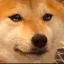 Sad Doge saddoge Discord Emoji