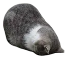 splat