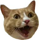 ztarden_cat_surprizeKet ztarden_cat_surprizeKet