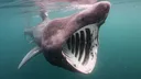 Pogshark Pogshark