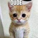 DUDE DUDE