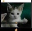 thumbs_cat