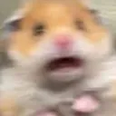 hamsterspook