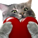 cat_love_FDO