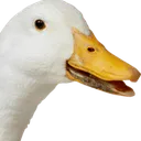 Quack