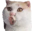 pog