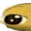 loooo