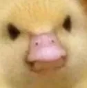 duckAngry