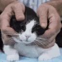 catpets