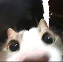 helo