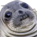 walrusWelp walrusWelp