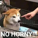 nohorny