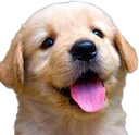 puppy puppy