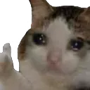 sad_cat_thumbsup